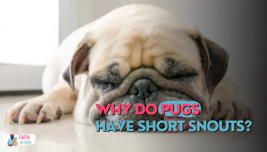 Why Do Pugs Have Short Snouts