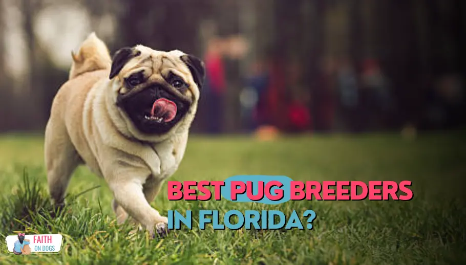 Pug Breeders In Florida