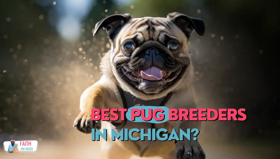 Pug Breeders In Michigan