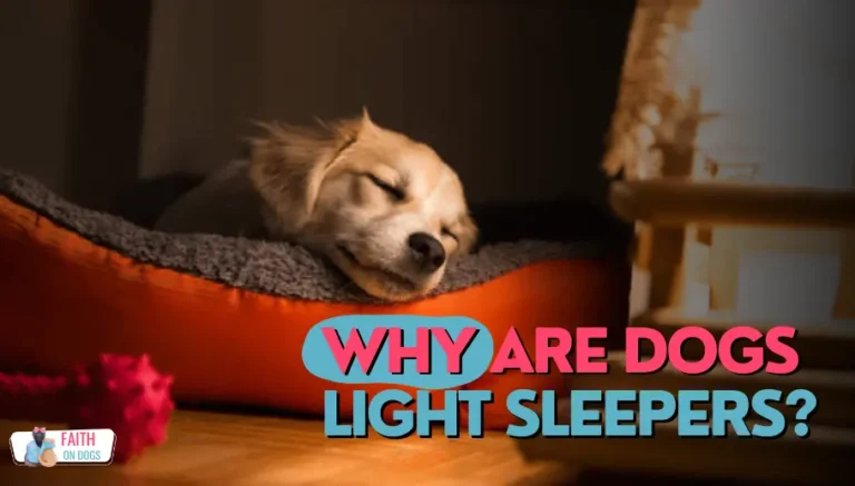 Why Are Dogs Light Sleepers