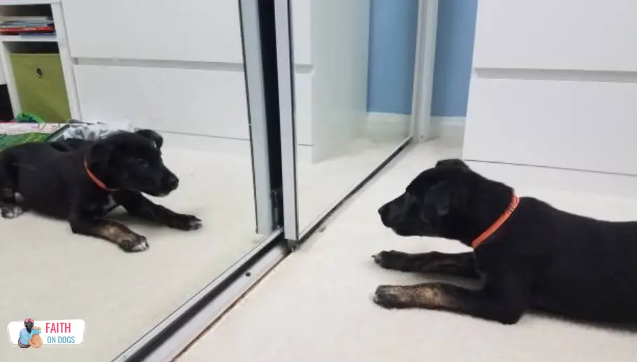 A black puppy dog staring in the mirror
