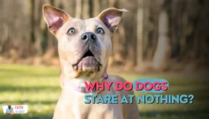 Why Do Dogs Stare At Nothing