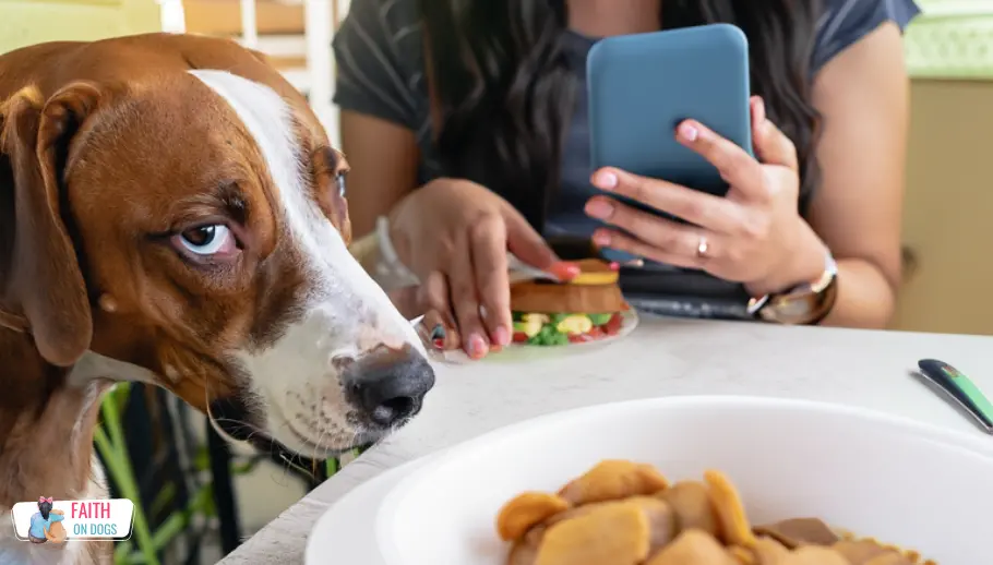 A dog is staring at mobile camera while having a dinner