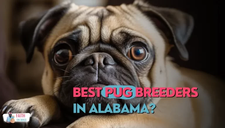 Pug Breeders In Alabama