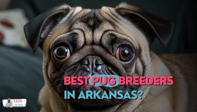 Pug Breeders In Arkansas