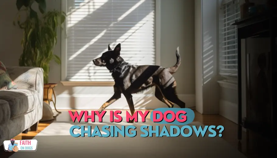 Why Is My Dog Chasing Shadows